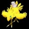 TheGoldenChocobo's Avatar