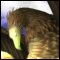 Bloodstreaks's Avatar