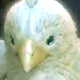 Shoeberto's Avatar