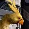 Ducky's Avatar
